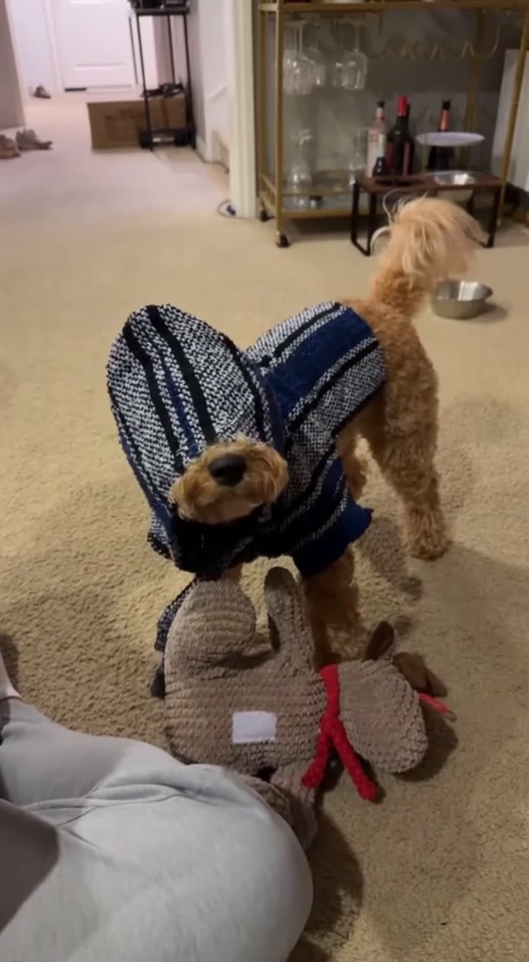 cover for Try not to laugh at these funny dogs!! #funnydogs #funnyanimals #funnyvideos
