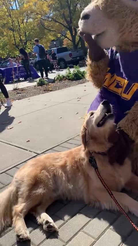 cover for Hunter’s belly rubs just hit a whole new level! 🐶❤️ #CutePets #BellyRub #MascotMagic