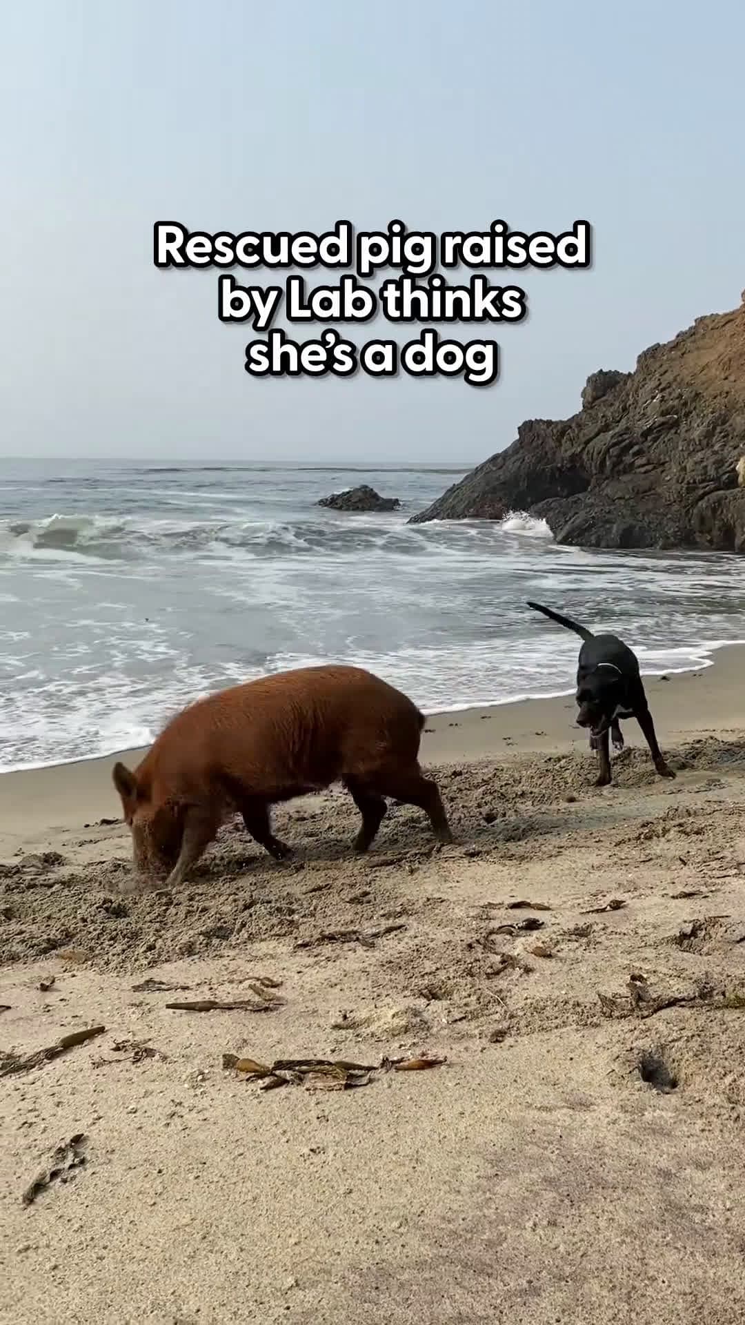 cover for Pig Raised By A Labrador Thinks She's A Dog TooThe first moment they meet and get the zoomies is SO sweet 🥹💞