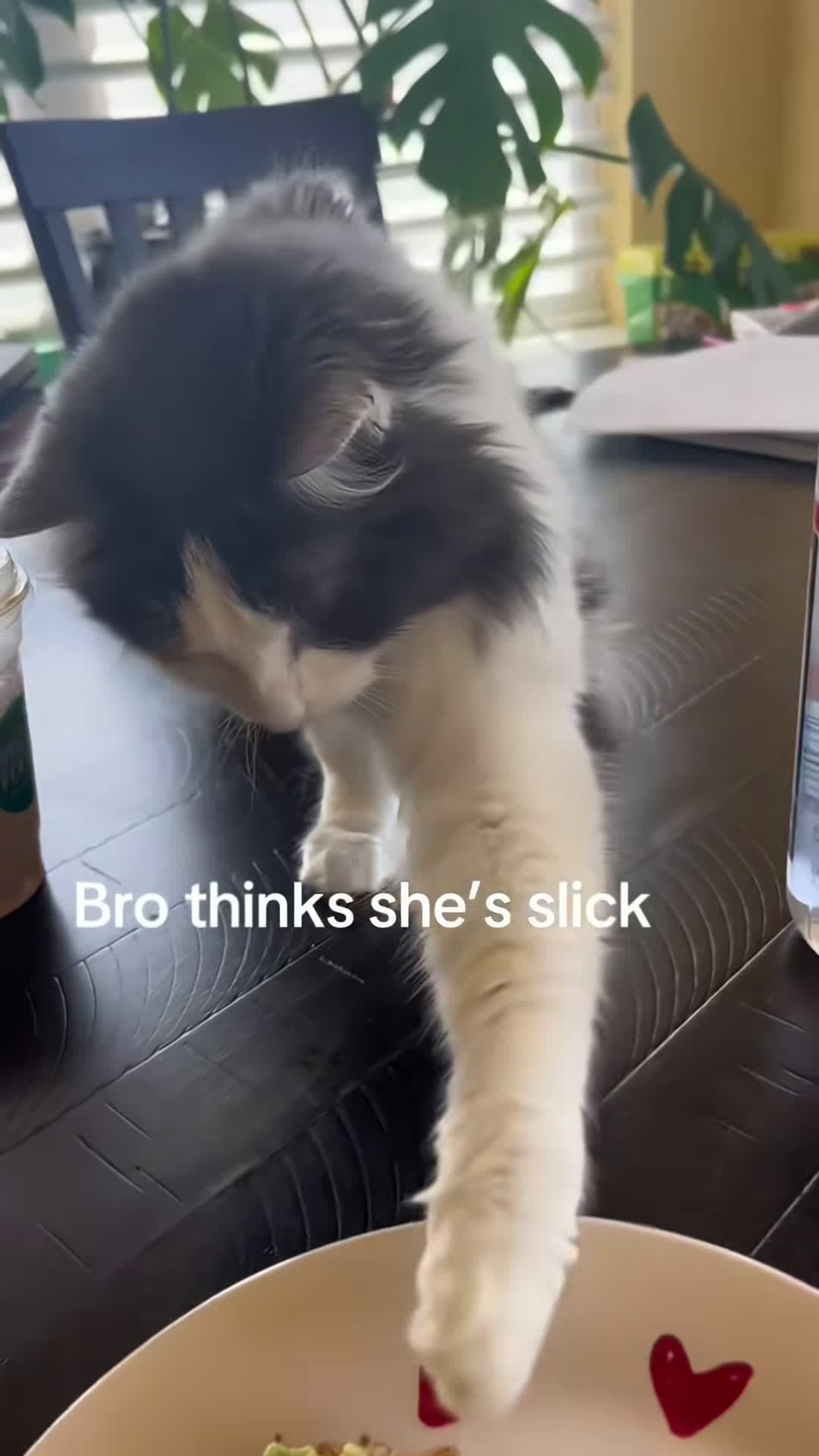 cover for Cat caught in the act 🤣🤣#funnyvideos #pet #fyp #cute #fyppppppppppppppppppppppp #foyou #tiktok #funnyvideo
