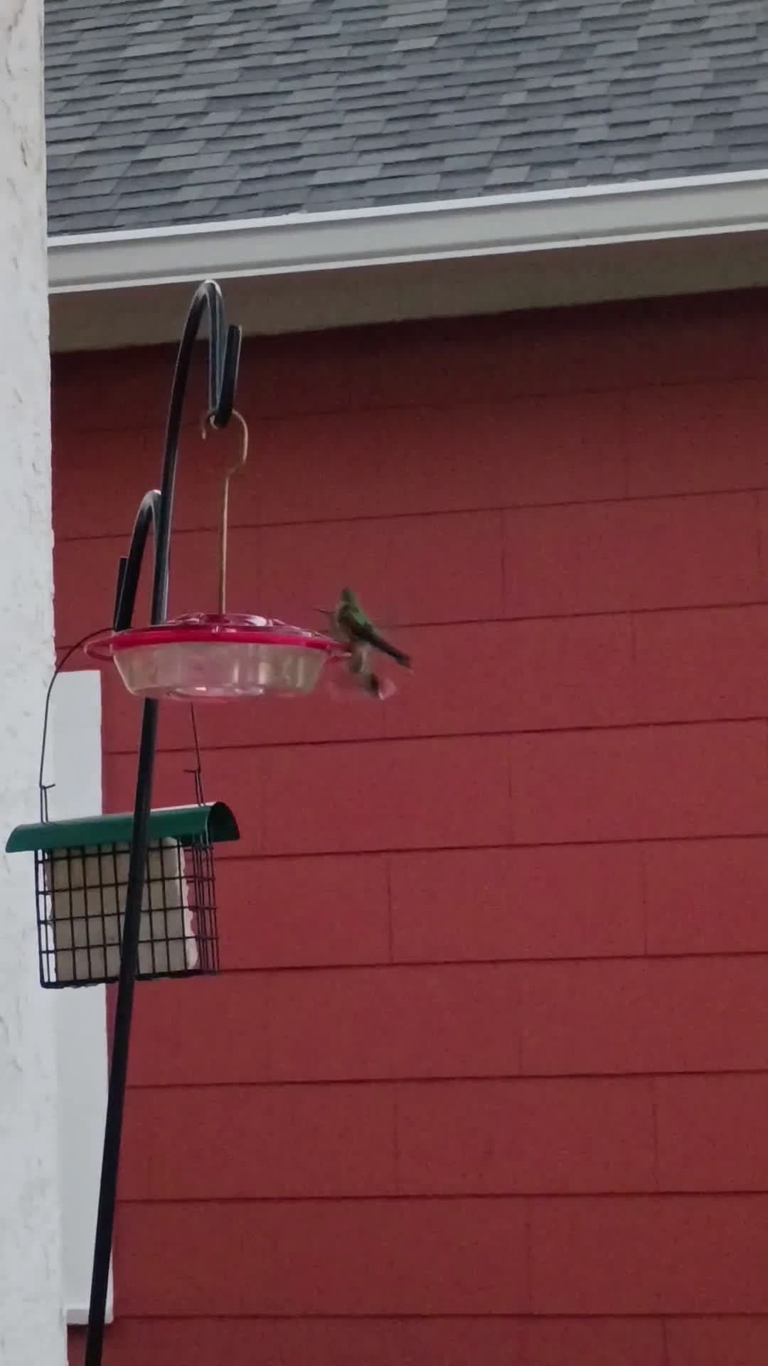 cover for Two broad-tailed hummingbirds chat it up at the feeder 🐦 #Hummingbirds #BirdWatching #NatureLovers #FeederFriends