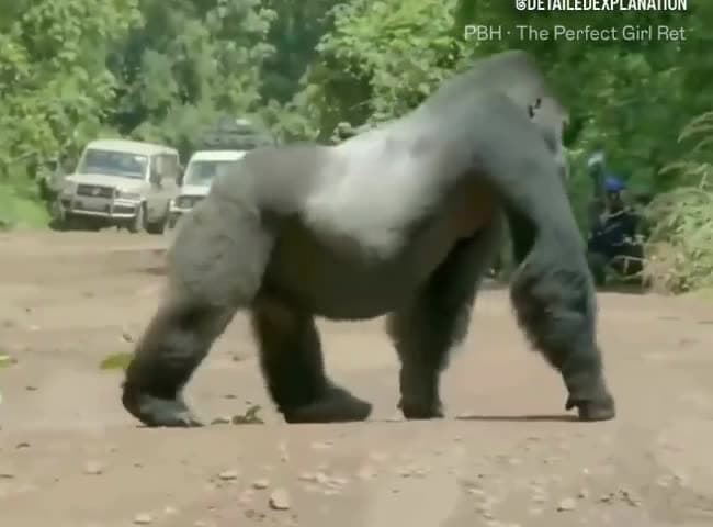 cover for Silverback gorilla blocks traffic to protect his family 🦍❤️ #Wildlife #NatureHeroes #AnimalLove