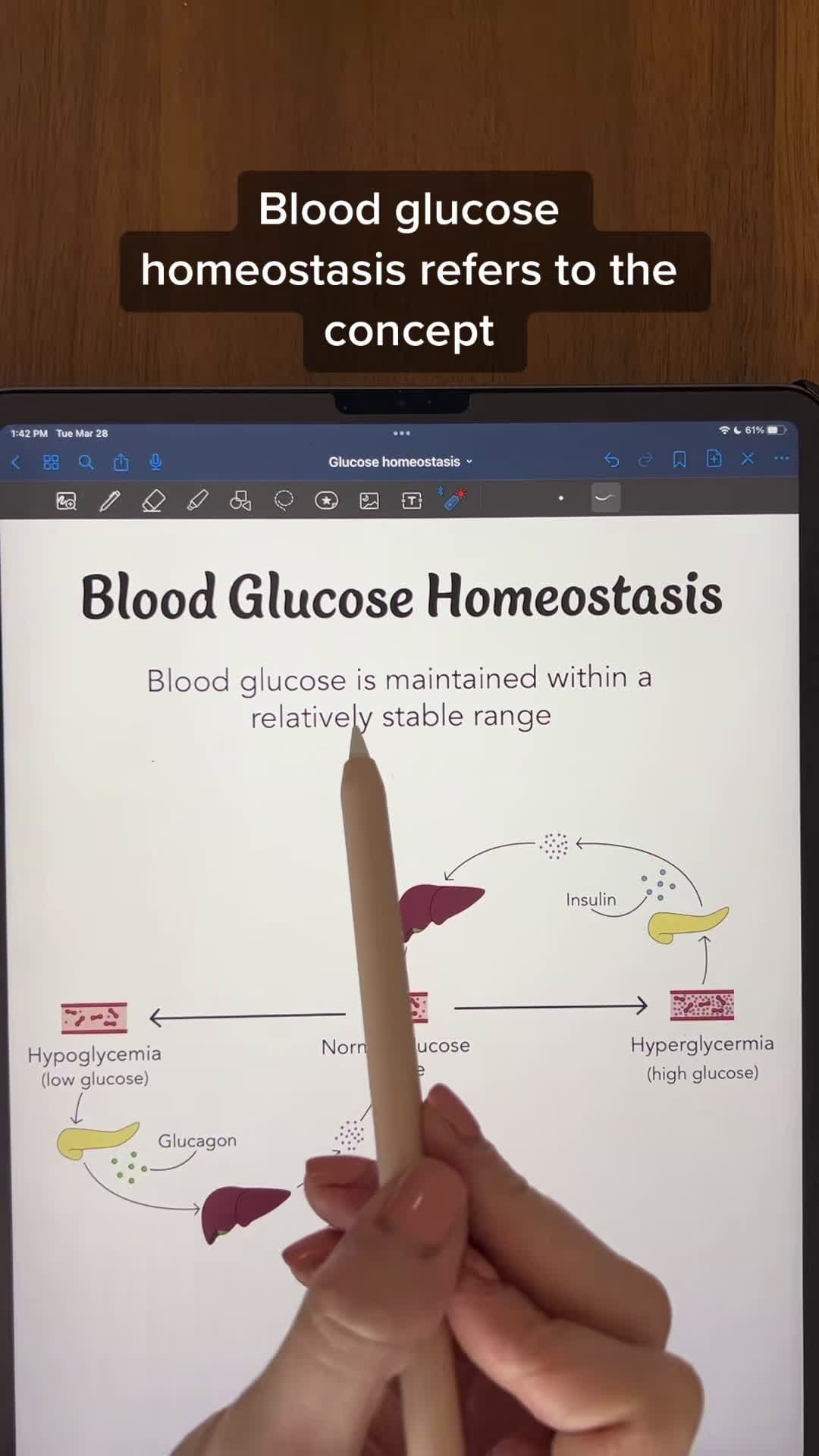 cover for Blood Glucose Homeostasis #antomy #physiology #anatomyandphysiology #anatomystudent #anatomyprofessors #anatomylesson #futurenurses #biologymajor #biologystudent #premed #premedstudent #futurepa #fyp #glucose #insulin #glucagon