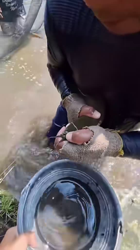 cover for Watch as a fisherman catches a giant fish that suddenly releases dozens of bright orange baby fish from its mouth! A stunning glimpse into nature's hidden wonders. 🐟✨ #NatureMiracle #FishSecrets #WildlifeWonder