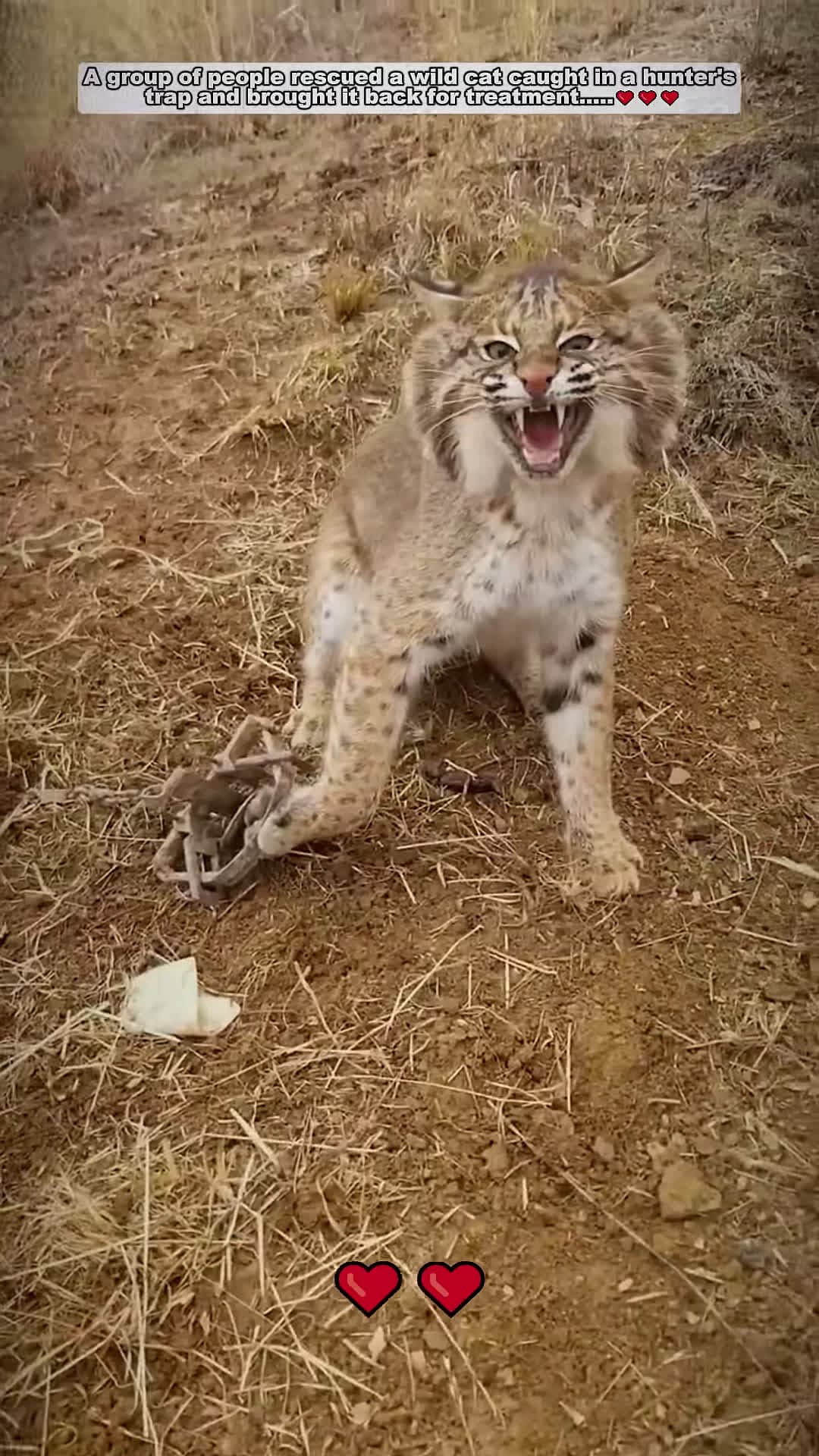 cover for This family rescues trapped bobcat and then bobcat cat short