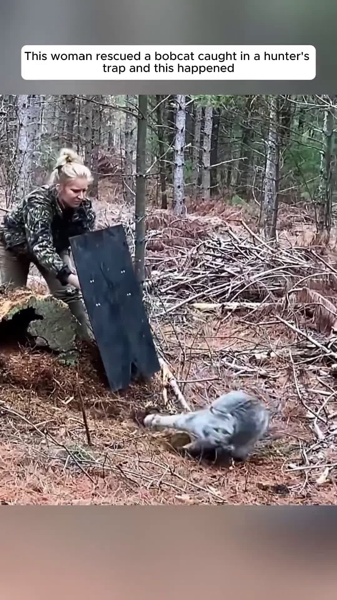 cover for This woman rescued a bobcat caught in a hunter's trap and this happened #bodycam 
