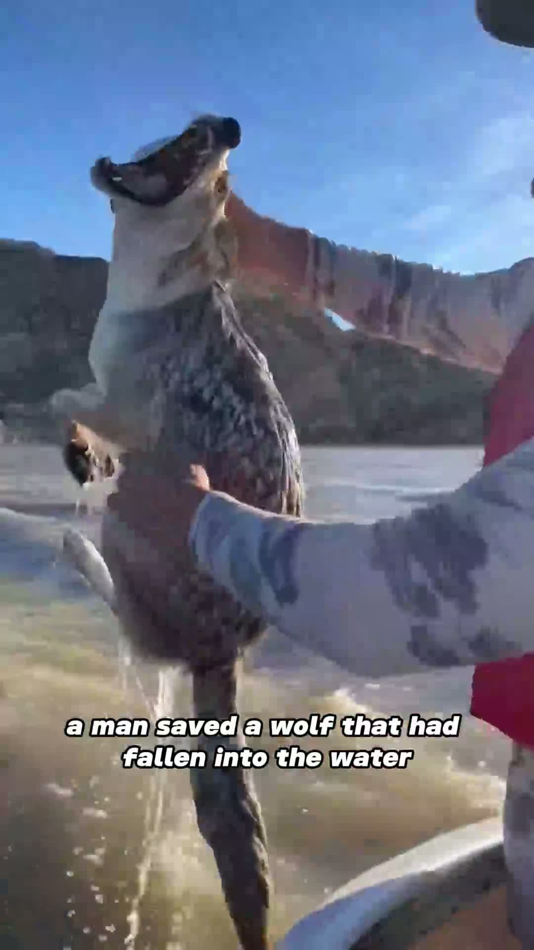 cover for A wolf that lost its wild nature is like a dog!