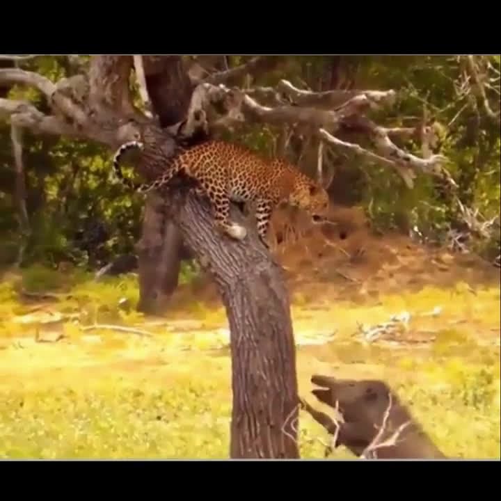 cover for Leopard vs. wild boars: a swift snatch and a dramatic climb to safety 🐆 #Leopard #Wildlife #NatureDrama #Predator