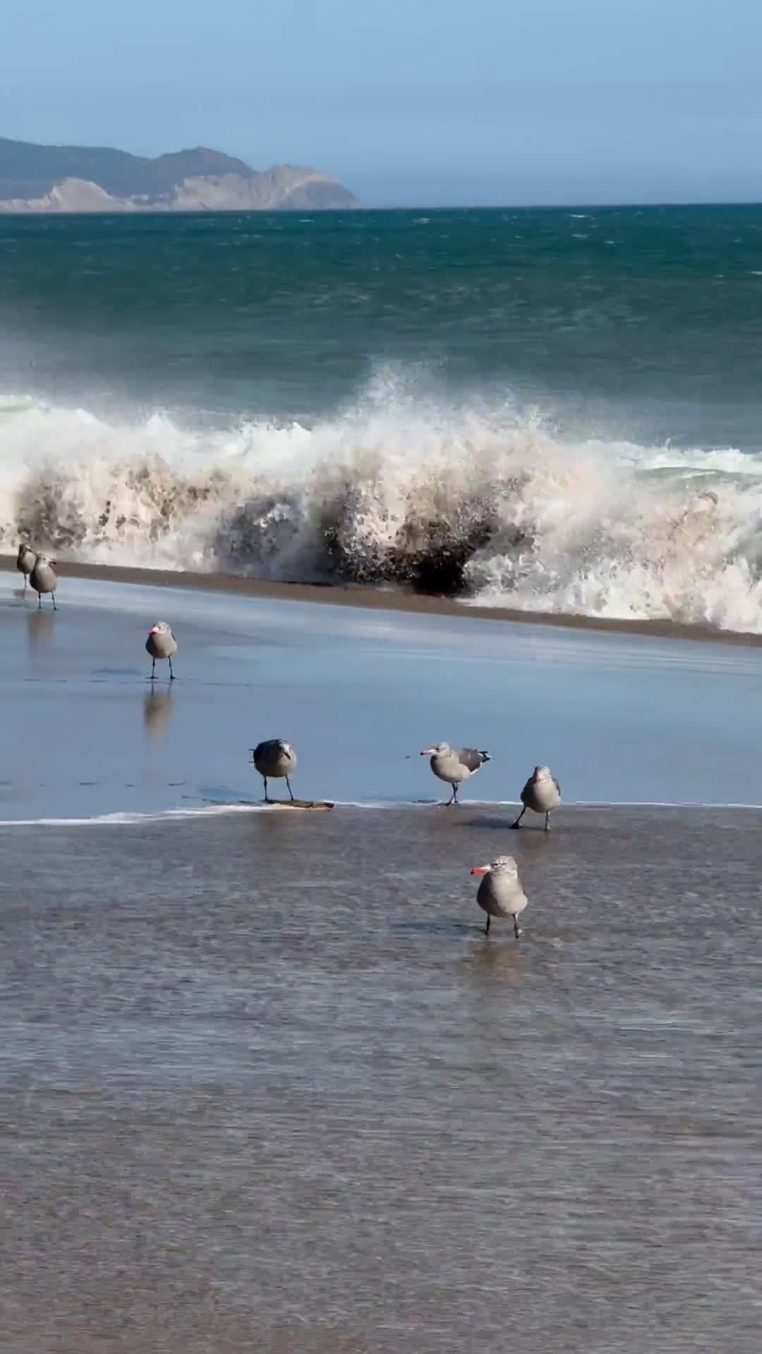 cover for Windy day at Limantour Beach — wind sculpting the coast and wild waves in motion 🌬️ #LimantourBeach #PointReyes #WindyDay #NatureLovers
