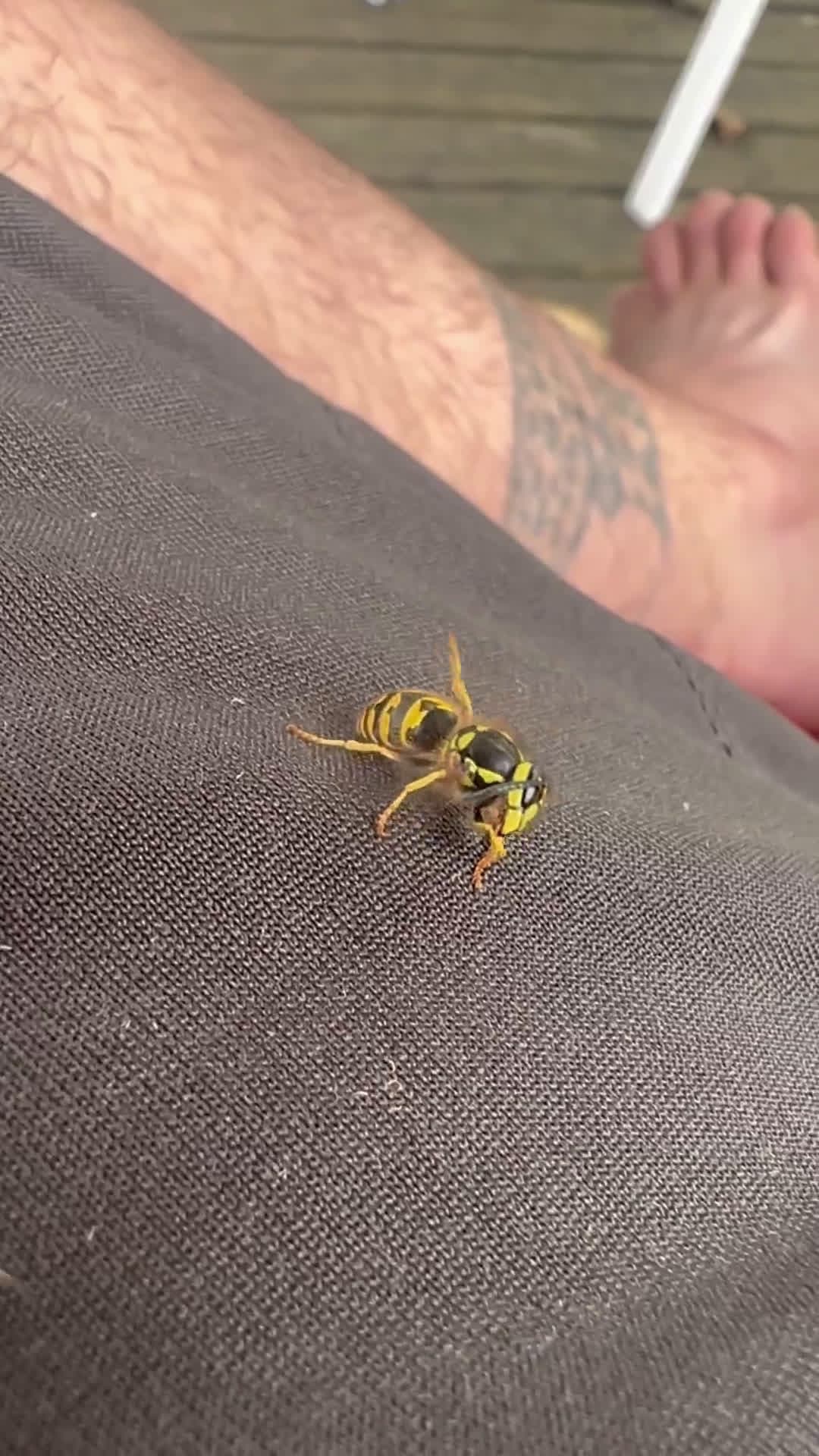 cover for What’s going on with this yellowjacket? Watch to see its behavior up close 🔎 #Yellowjacket #Wasps #Insects #NatureWatch #AnimalBehavior