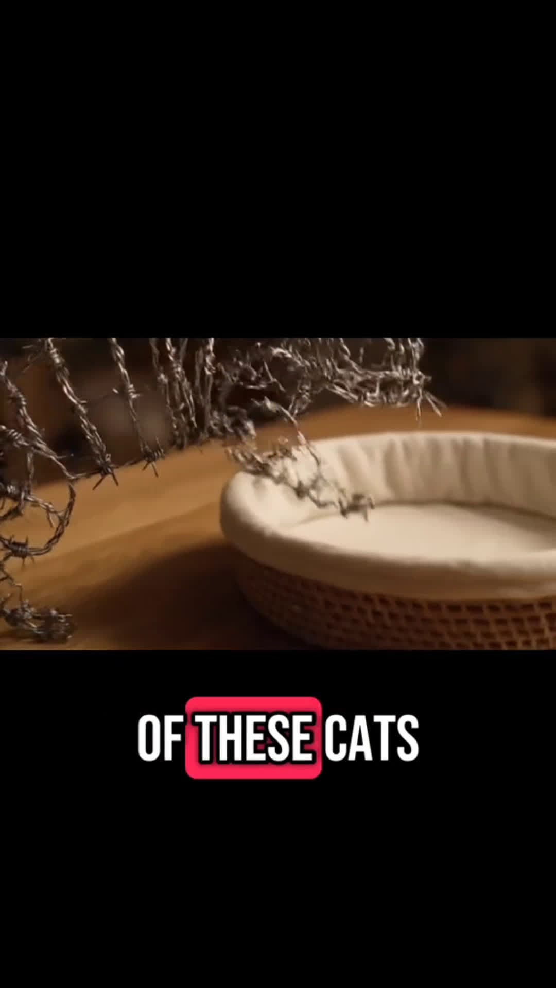cover for Random cats ASMR #aivideo  #asmr  #aismr 