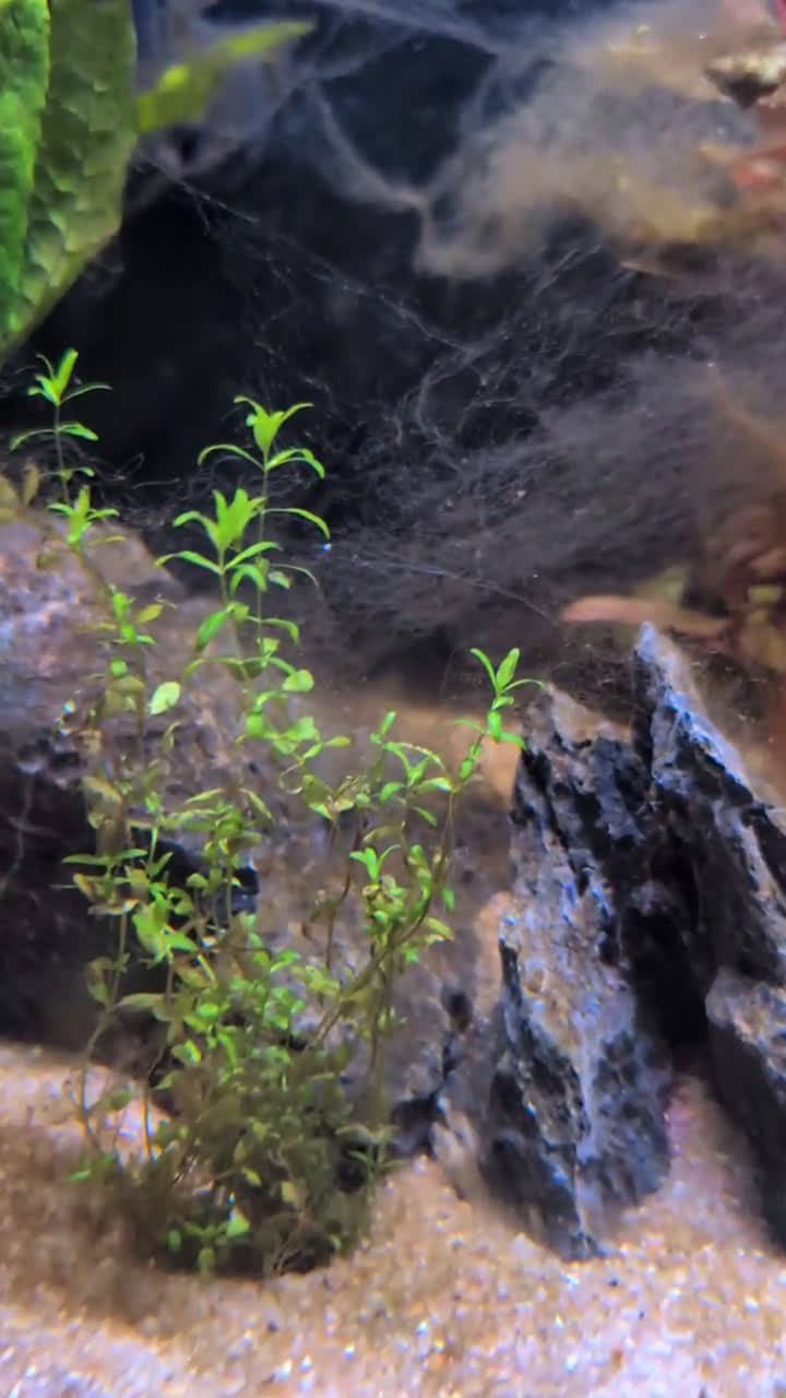 cover for Can you guess what this adorable little creature is? 🐾 #CuteAnimals #NatureMystery #Wildlife