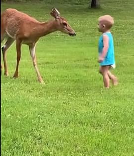 cover for Adorable moment: Little one befriends a baby deer 🦌 #CuteKids #Wildlife #Wholesome