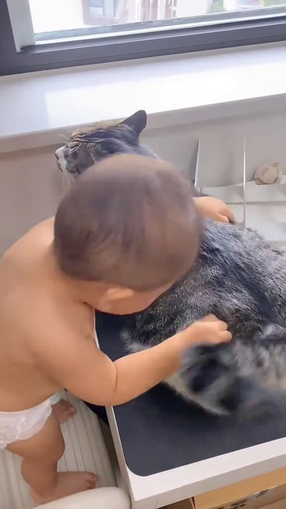 cover for Funny cats &baby #funny  #funnyvideos  #fun