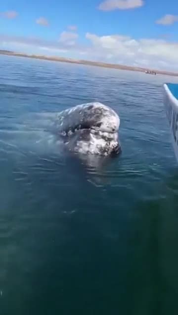 cover for A grey whale builds years of trust with a boat captain as he gently removes lice from its head — pure beauty in the lagoon. 🐋 #Whale #Wildlife #MarineLife #NatureLovers