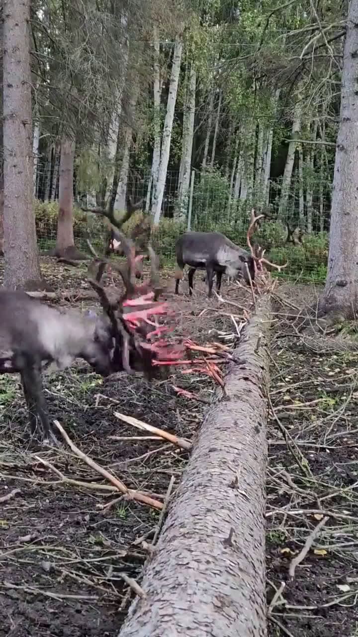 cover for Watch caribou shed their velvet in an amazing natural display! 🦌🔥 #Wildlife #Nature #Caribou #Antlers