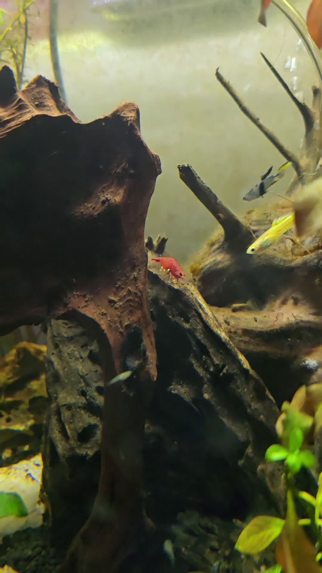 cover for Watch Venus carefully fanning her eggs to keep them safe! 🐟 #AquariumLife #NatureLovers