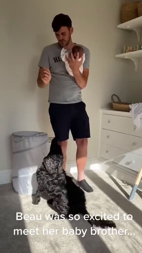 cover for The dog sees the baby for the first time dog baby cute Love tiktok friends 71947 #trending