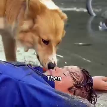 cover for Story of a puppy who saved the life a drowning baby😂😂