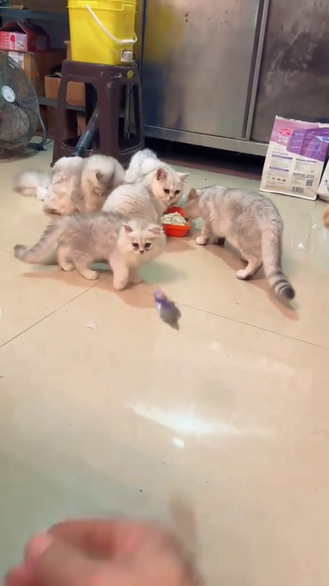 cover for cute 🥰cat😺lovely🤗