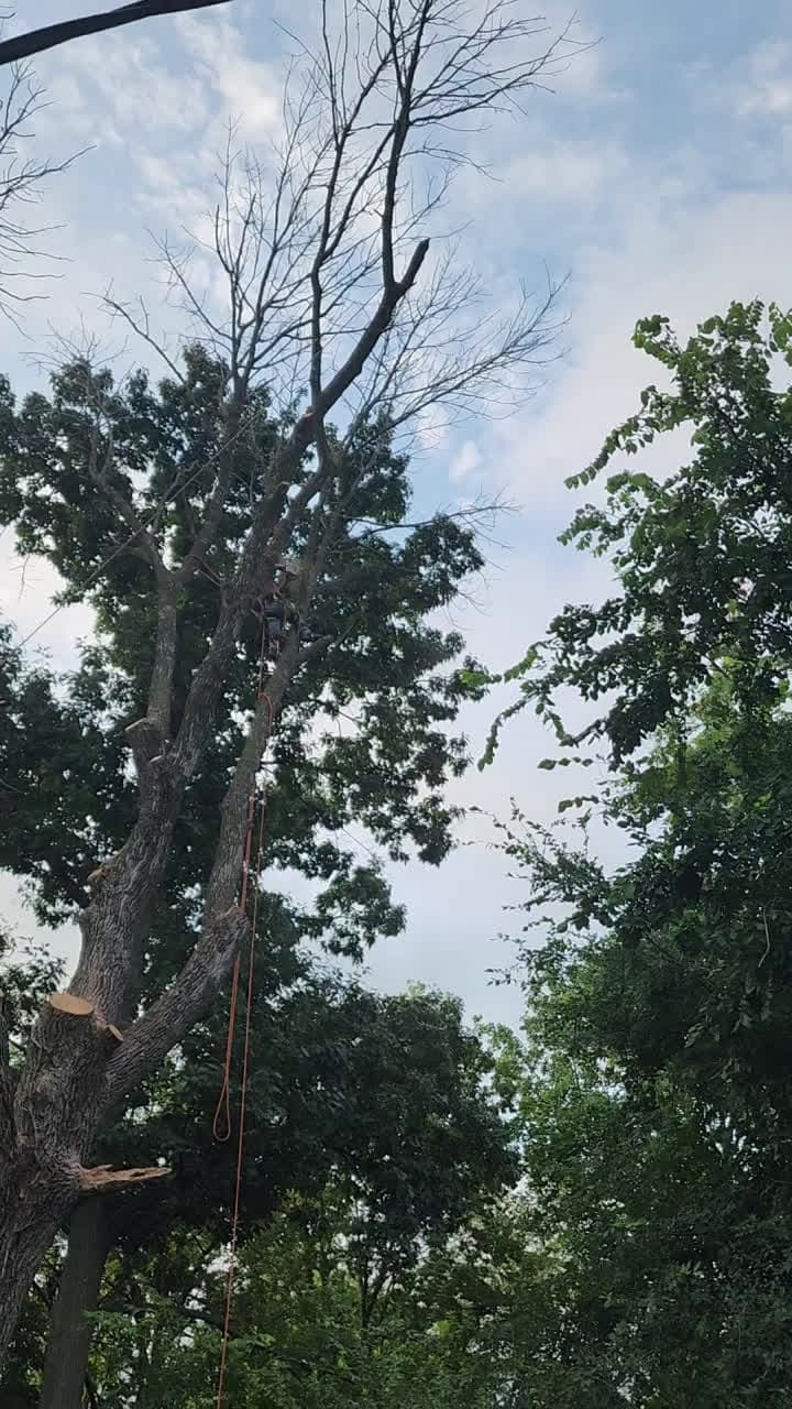 cover for Dead ash tree removal!!!! Family Tree Service | Kansas City, MO.