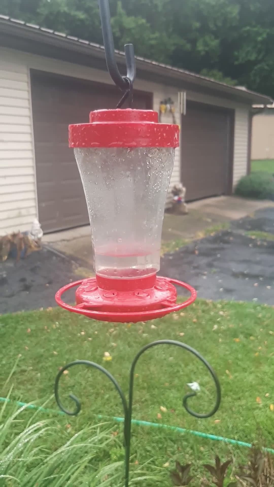 cover for Grandma's backyard hummingbirds stealing the show — tiny wings, huge charm! 🐦✨ #Hummingbirds #BirdWatching #Grandma #NatureLovers