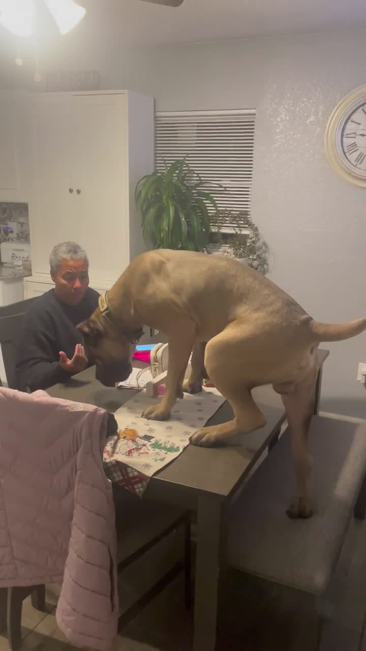 cover for #furrytiktok #canecorso  #crazy #funny