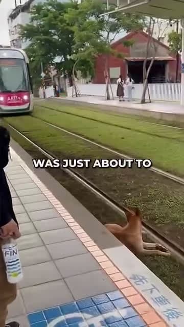 cover for The dog refused to leave the train tracks 😱🤯
