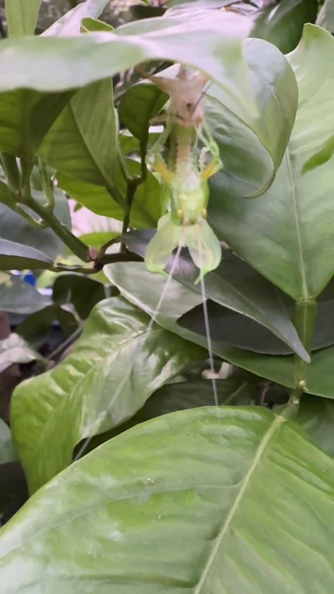 cover for That spider just pulled off the craziest move—watch till the end 🕷️😮 #Spider #Arachnid #Nature #CreepyButCool