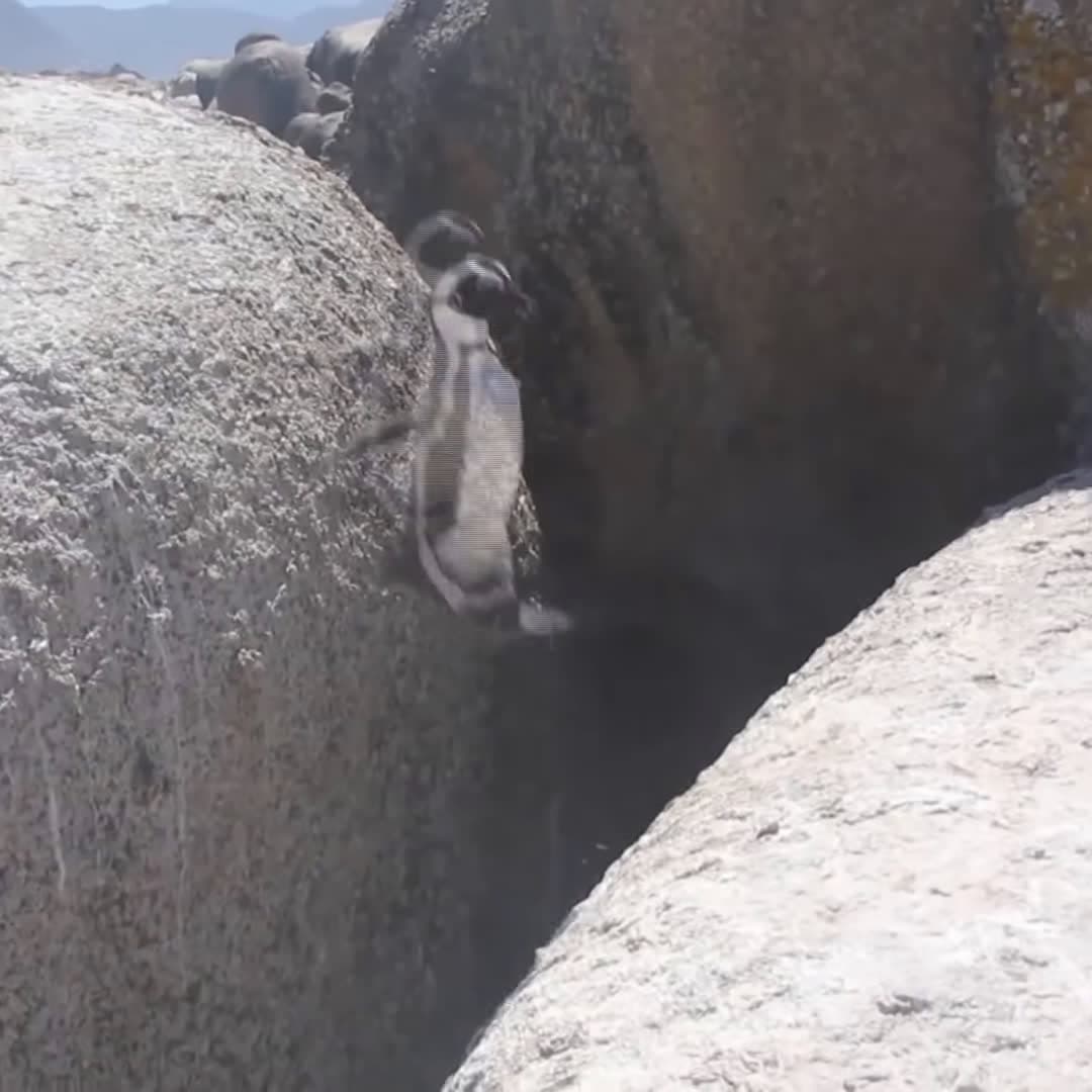 cover for Exciting Melody Animals) #funnyanimals #funnypetsvideo #amazinvideo #animalrescuse #justforlaugh #dogs #kittens #funnyvideo #trynottolaugh #puppy #funnyfails
