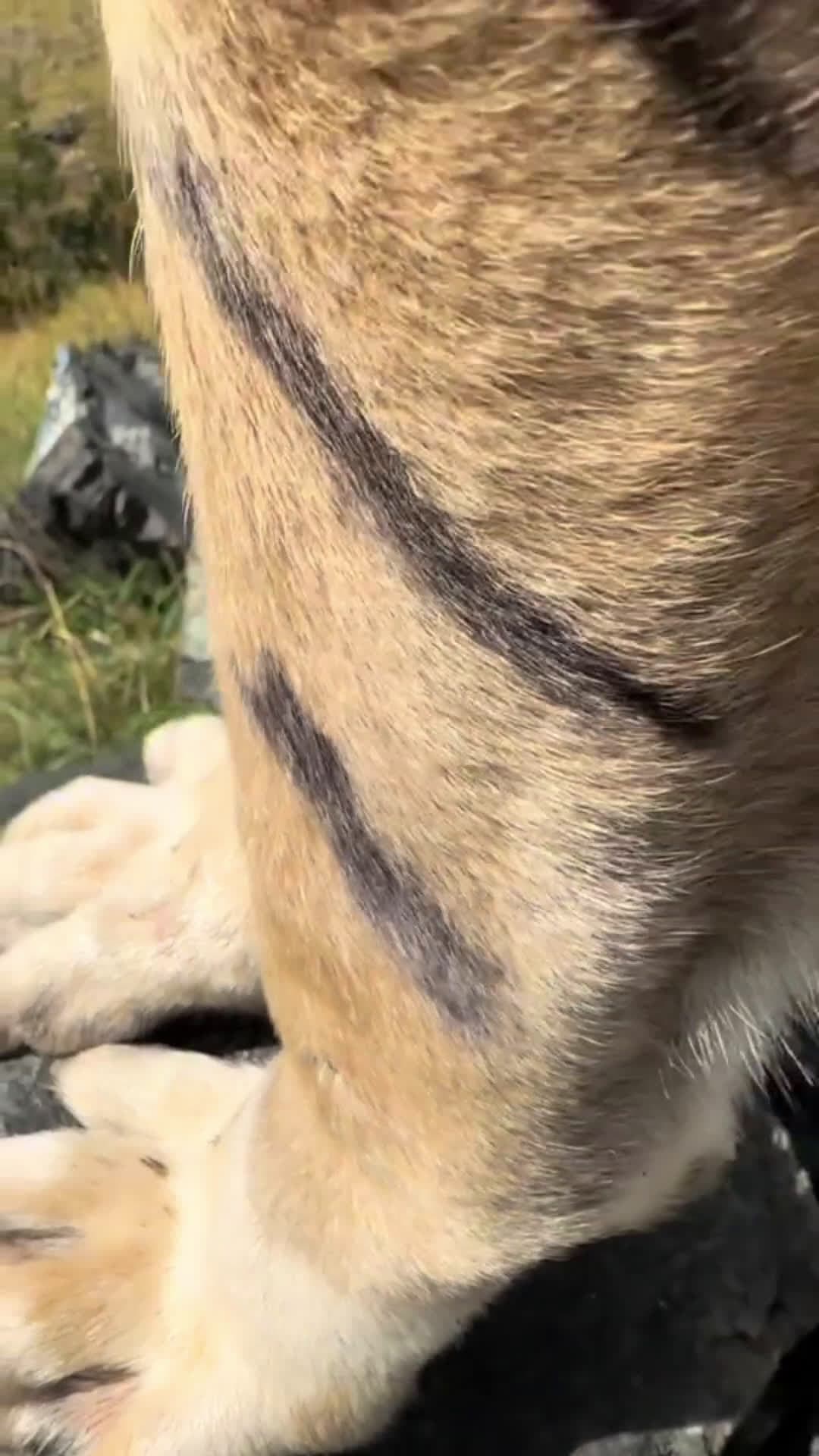 cover for Kangal he's one of a kind #cite #animallovers #wildlife