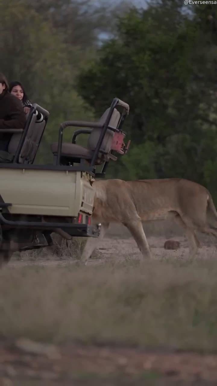 cover for Young lion sneaks up on safari vehicle while his pride rests after a buffalo hunt 🦁 #Wildlife #Safari #LionKing #Nature