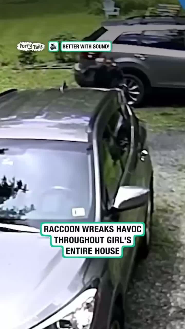 cover for Raccoon chases women inside of her house