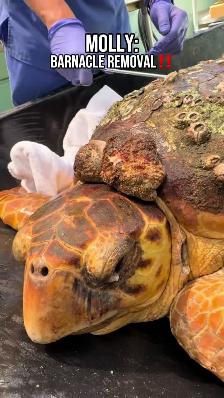 cover for Molly the loggerhead sea turtle gets her barnacles removed after a tough recovery! 🐢❤️ #SeaTurtleRescue #BarnacleRemoval #WildlifeHealing
