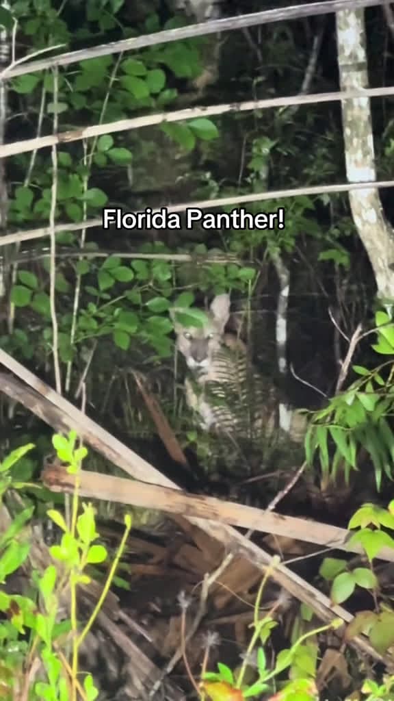 cover for First Florida panther sighting! Unreal moment in the Everglades 🐾😮 #FloridaPanther #Wildlife #Everglades #Animals