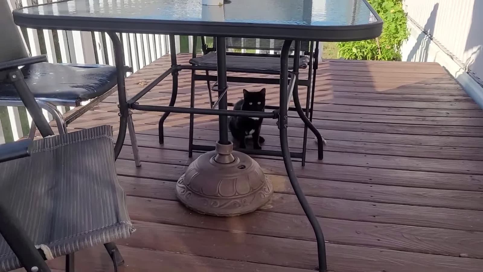 cover for Unique - looking Tuxedo kitten with a boot on his tail !!