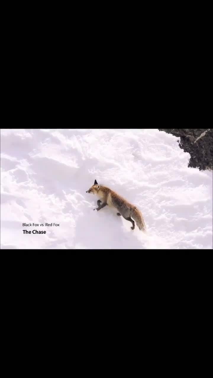 cover for Epic showdown: Melanistic Himalayan Red Fox battles on snowy slopes of Kibber Valley 🦊❄️ #WildlifeFight #HimalayanFox #SnowyBattle #NatureDrama