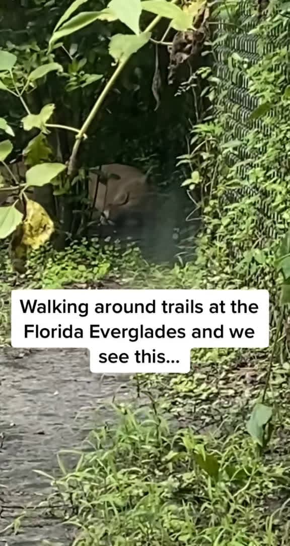 cover for Spotted a Florida Panther in the wild! 🐆 #FloridaWildlife #HikingAdventure #Panther