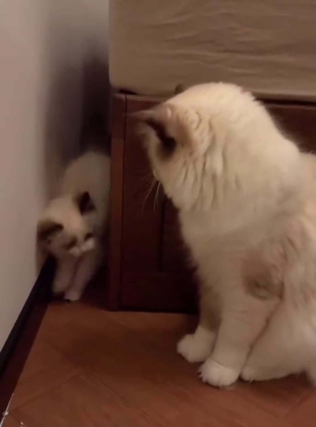 cover for Tiny pawsmassive chaos #cat #funnycat #funnyvideos #fyp #funny 