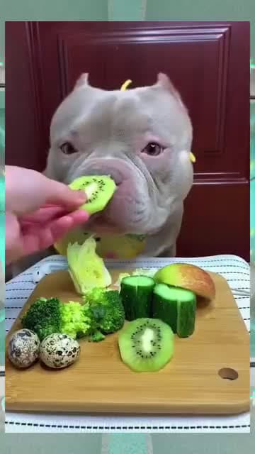 cover for On the menu this time, eat fruit & vegetables #fb #reels #viral #dog #cat #pet #fyp #fyp #4u #rcb #badminton #stpatricksdays #piday #manchesterunited #medalmonday #newimage #D