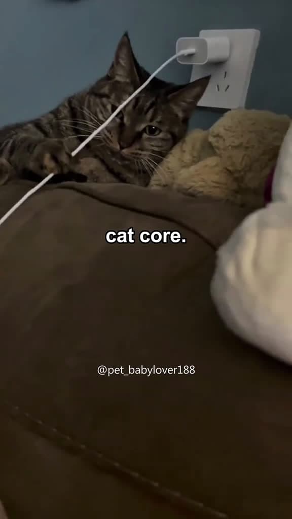 cover for Cat core.#cat #core #cats #cutecat #catlover #catsoftiktok #fyp #foryou #foryoupage #funny #fypシ #funnycat #funnyvideos #funnytiktok #catcore #kitty #viral  #scoopz 