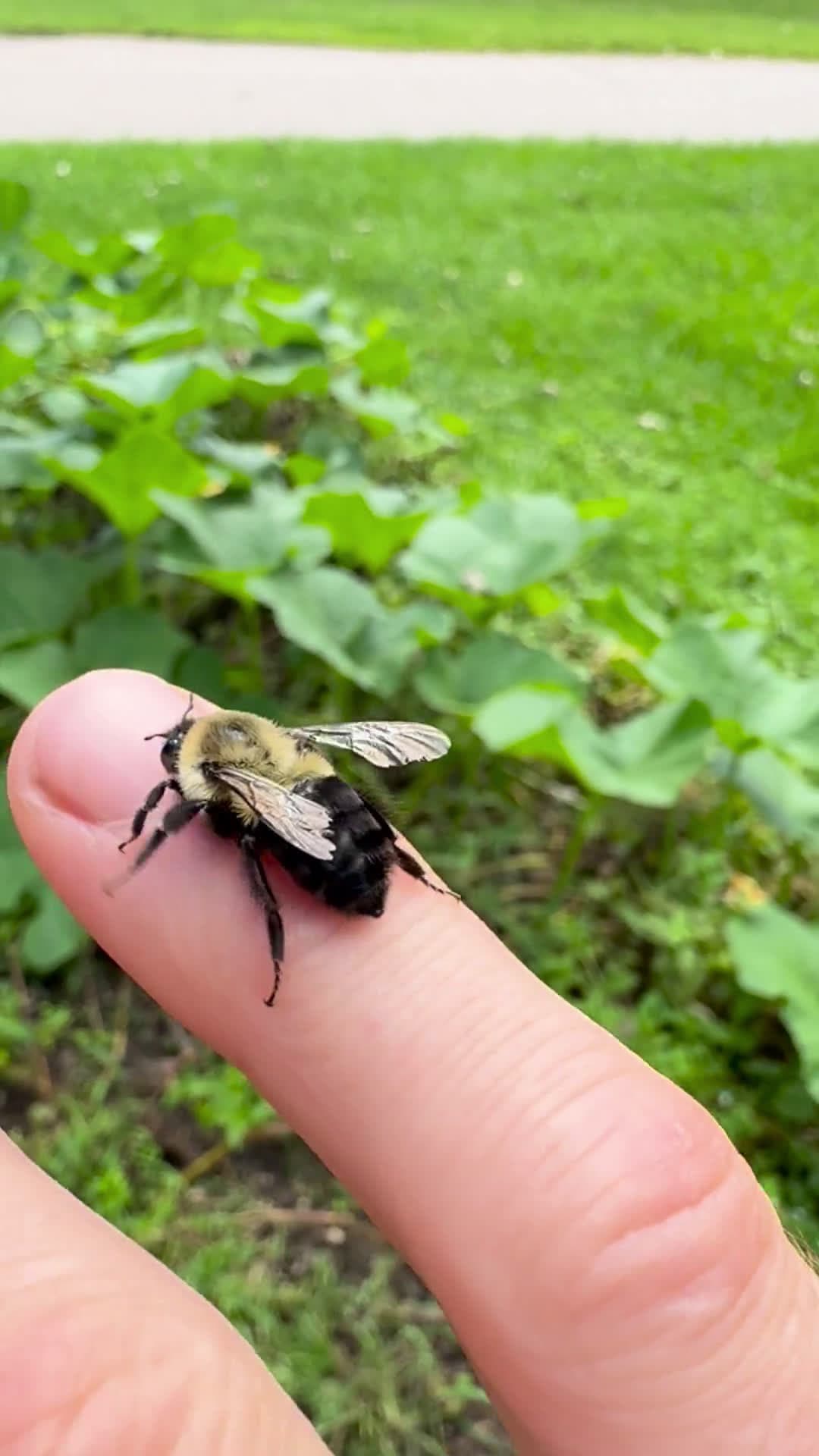 cover for When you've officially been 🐝 friended! #BeeFriends #FunnyMoments #CuteAnimals