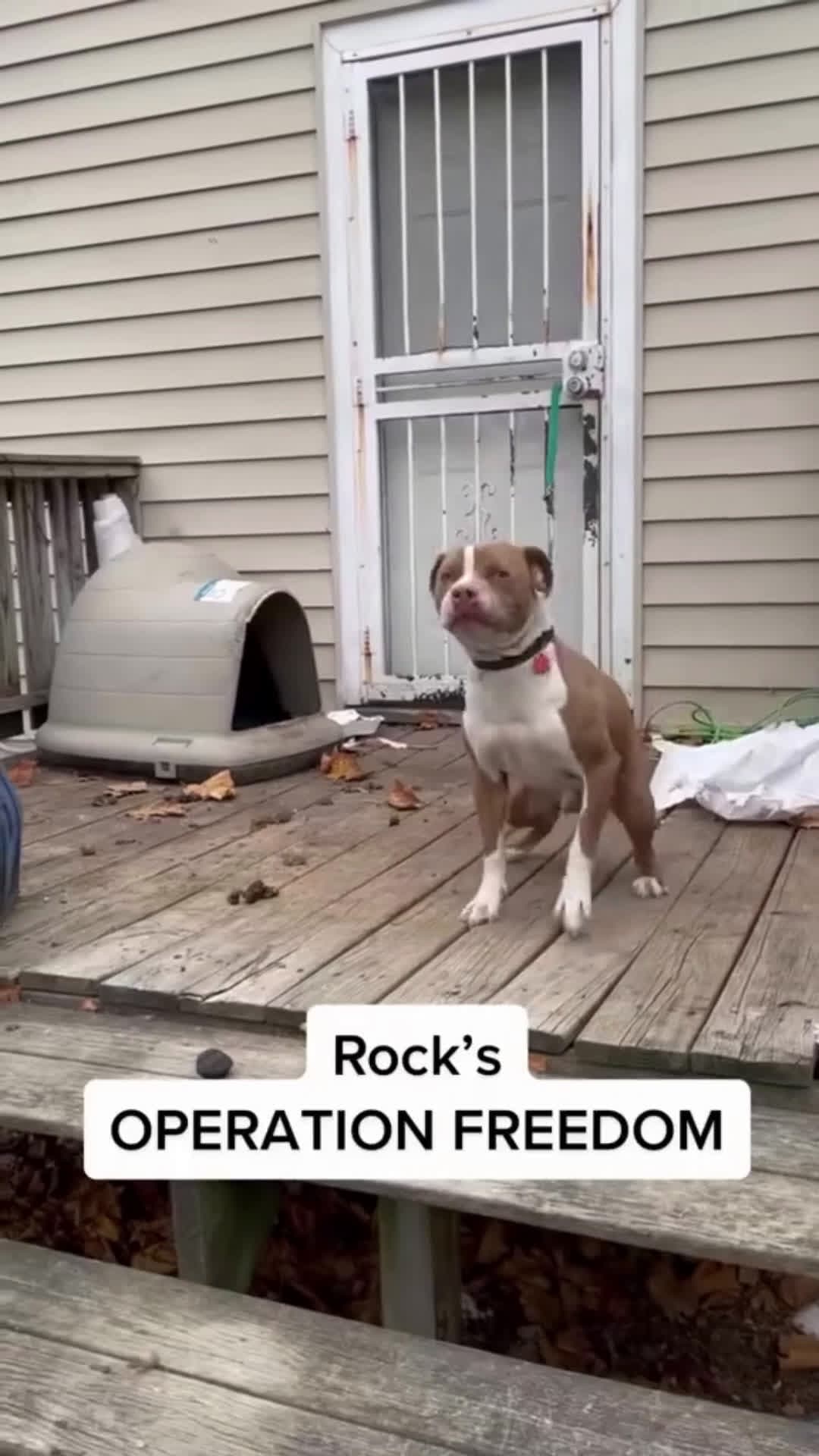 cover for When you give the dog a house and they love it. #dog #happy #house #home #fyp #viral #scoopz #amazing #rocky 