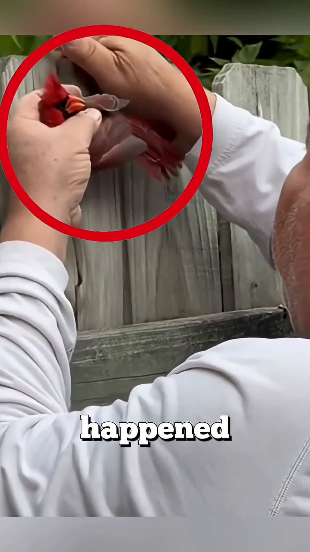cover for The kind grandpa who saved a trapped bird ❤️ #scoopzanimalvideo 