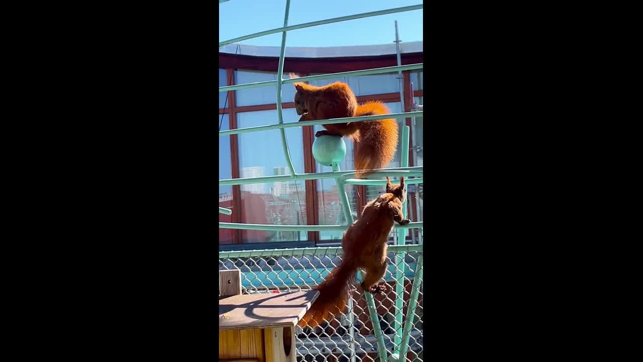 cover for Red Squirrels Play on Balcony