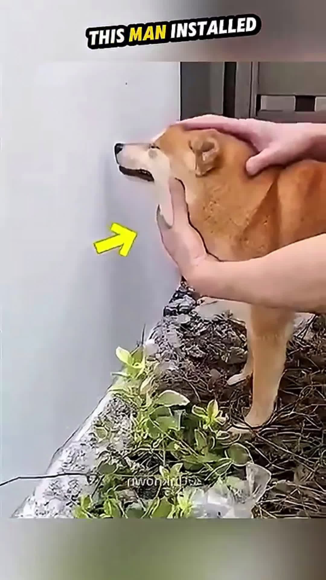 cover for Dogs on Duty: Homemade Security Hack😉#wholesome 
