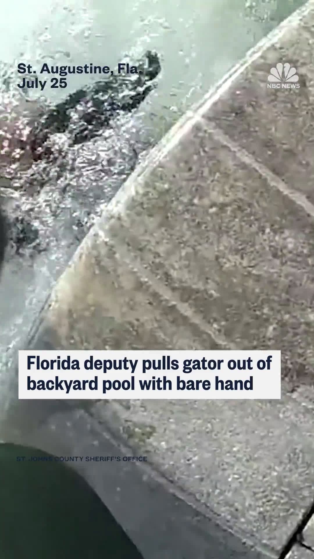 cover for Florida deputy wrangles alligator from backyard pool — with his bare hands! 🐊💪 #FloridaMan #Alligator #WildlifeRescue