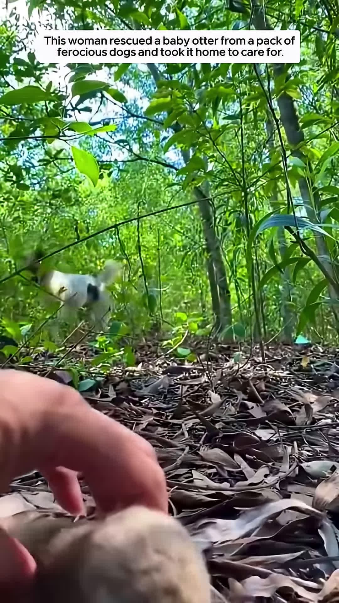 cover for This woman rescued a baby otter from a pack of ferocious dogs and took it home to care for