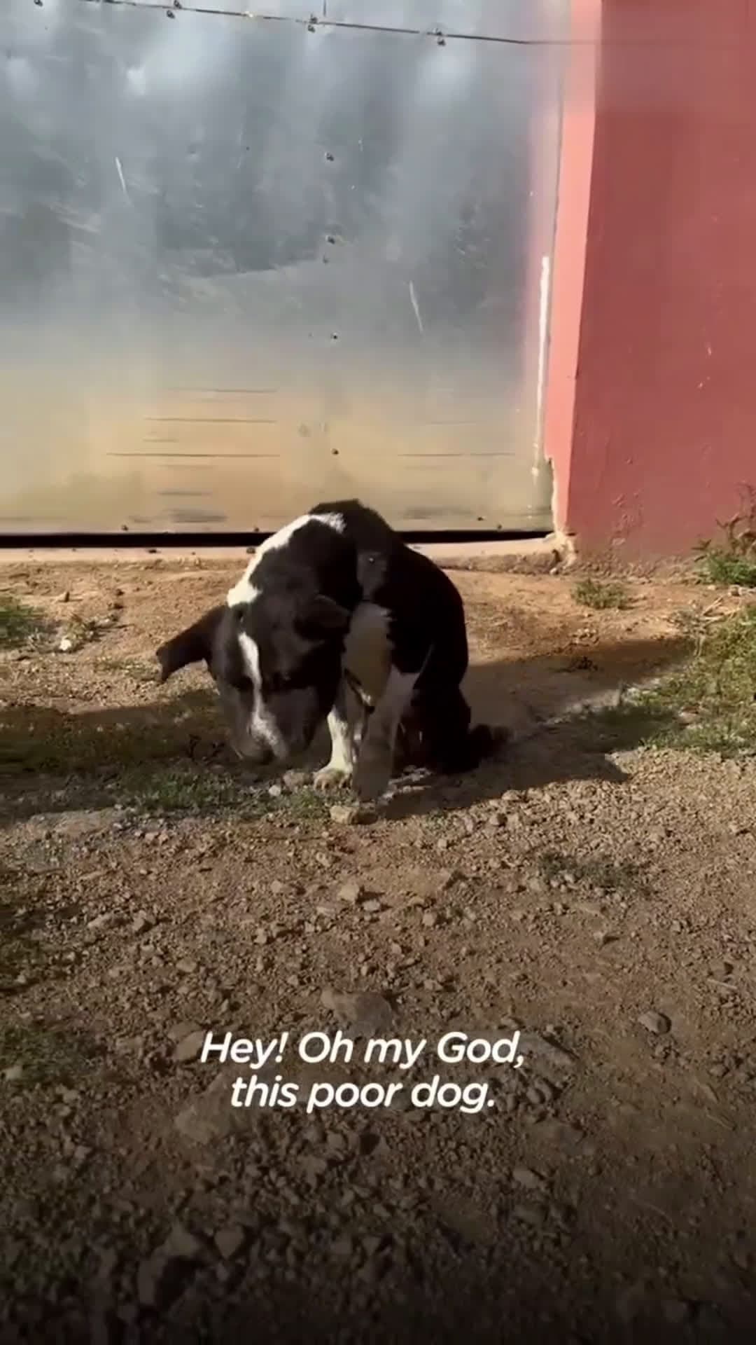 cover for Swollen Stray Dog Transforms Into The Happiest Little BunnyWatch this swollen stray dog transform into the happiest little bunny who makes everyone on the street stop to say hi 😭❤️