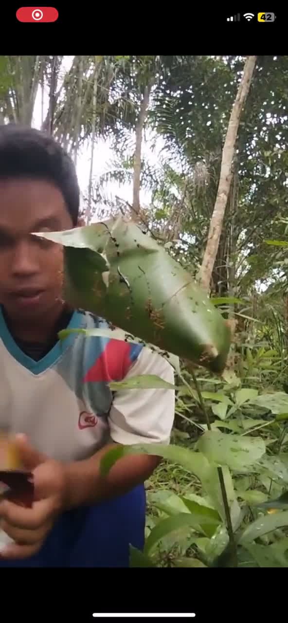 cover for Trying the hottest spicy ants 🌶️🐜 #SpicyChallenge #FoodAdventure #EdibleInsects